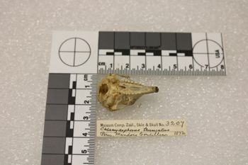 Media type: image;   Mammalogy 3207 Description: Image of skeleton specimen - ventral view. ventral view of skull.;